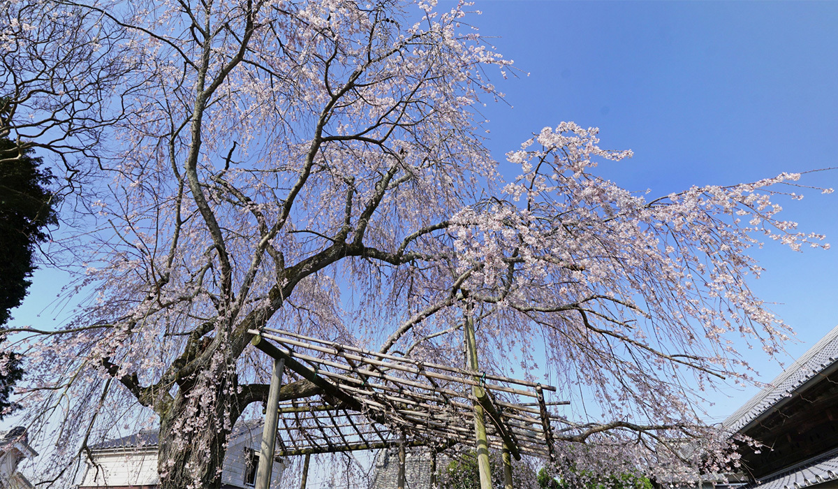 つくば市の泉子育観音の桜・花見スポット