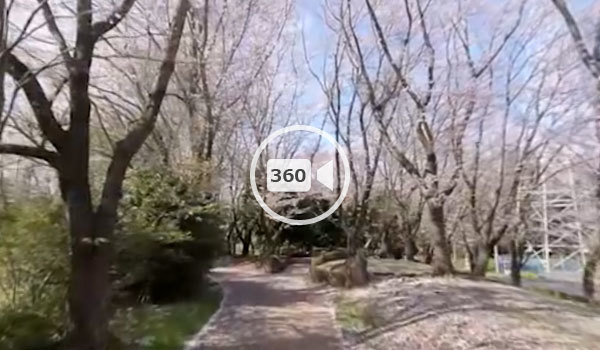 つくば市の桜おすすめスポットの筑波大学傍の観光VR動画