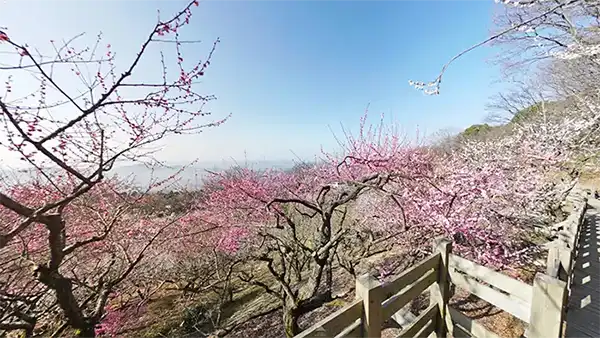 つくば市沼田のおすすめスポットの筑波山梅林