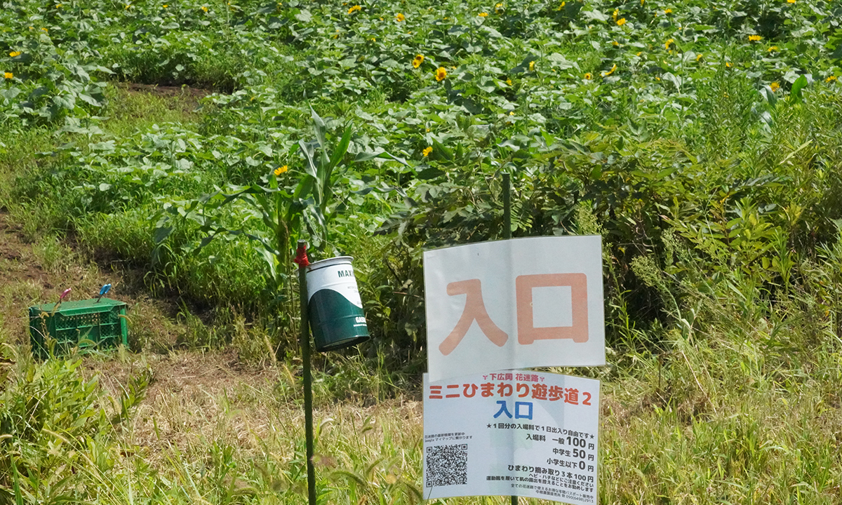 茨城県つくば市のミニひまわり遊歩道