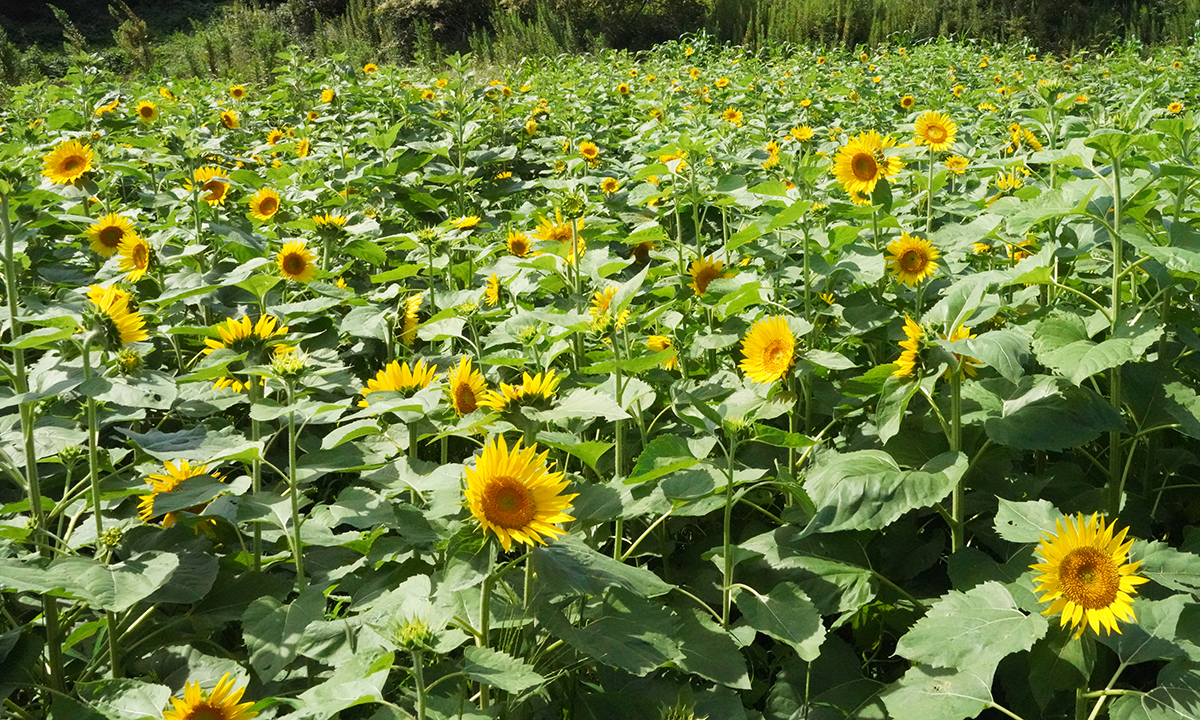 茨城県つくば市下広岡のミニひまわり畑