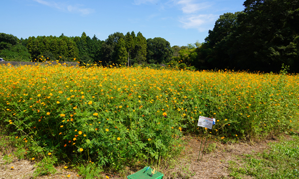 茨城県つくば市の中根農園のキバナコスモス畑