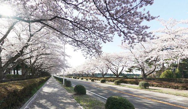 茨城県つくば市の農林さくら通りの桜並木