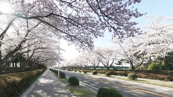 つくば市の農林さくら通りの桜並木の開花の様子