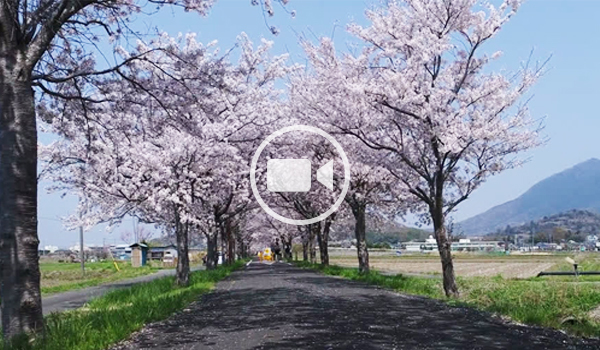 つくば市おすすめ花見スポットのりんりんロード桜並木の地上飛行観光動画