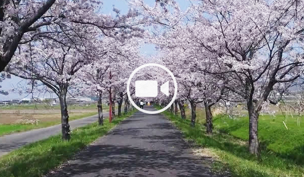 つくば霞ヶ浦りんりんロードの桜並木空撮観光動画