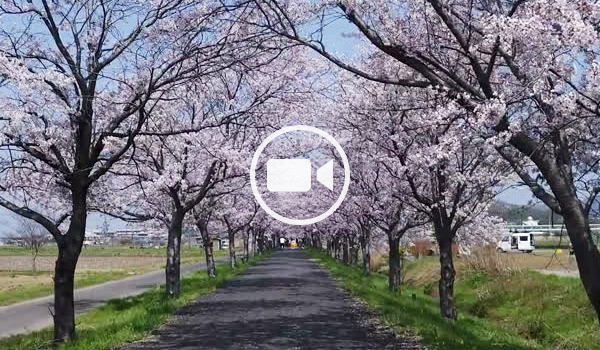 つくば市の桜おすすめスポットのりんりんロード桜並木空撮動画