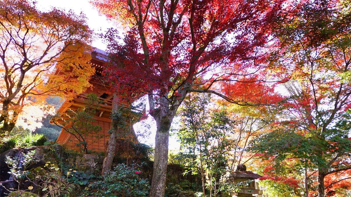筑波山の山麓の普門寺庭園の紅葉景観とVRツアーリンク