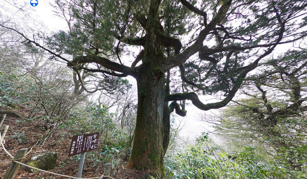 茨城県つくば市の巨木の紫峰杉