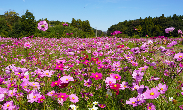 茨城県つくば市下広岡のコスモス畑