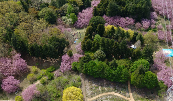 つくば市の桜 花見の名所 桜祭り観光スポット案内 茨城vrツアー