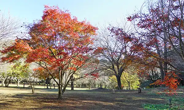 茨城県つくば市の高崎自然の森の紅葉