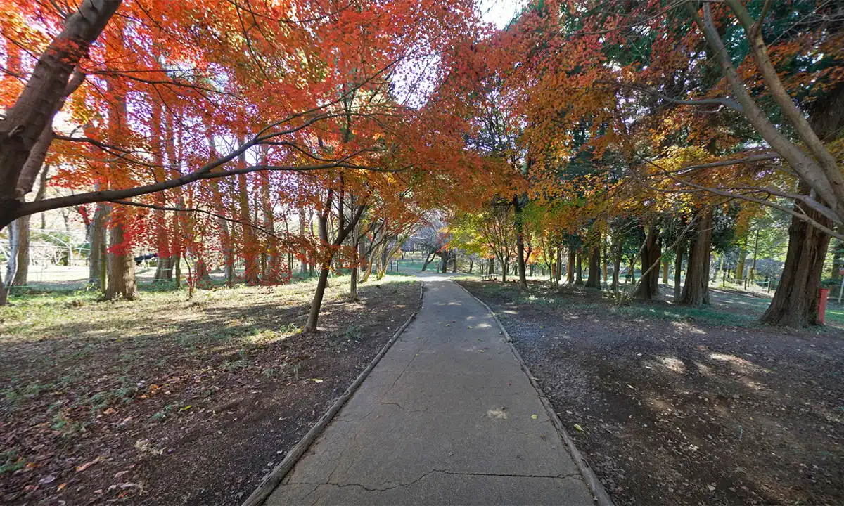 つくば市高崎の高崎自然の森公園の紅葉観光VRツアー