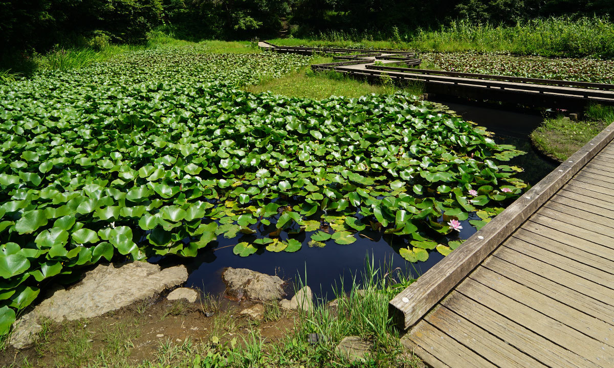 高崎自然の森のスイレンの花・池のVRツアー