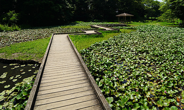 つくば市のスイレンの花・池季節観光名所の高崎自然の森VRツアー