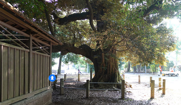 茨城県つくば市の巨木おすすめスポットの月読神社スダジイ