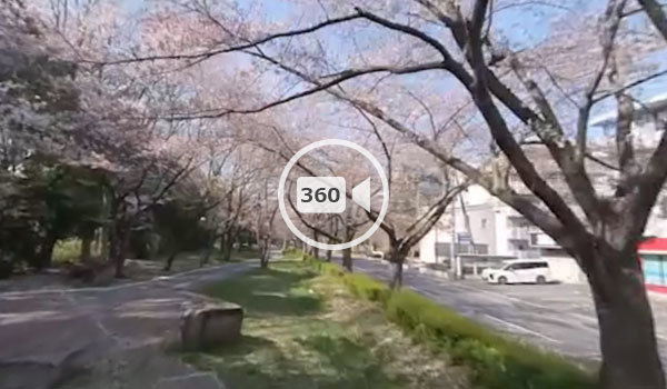 筑波大学傍の桜並木の360度動画