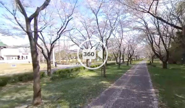 つくば市の桜おすすめスポットの筑波大学傍の観光VR動画