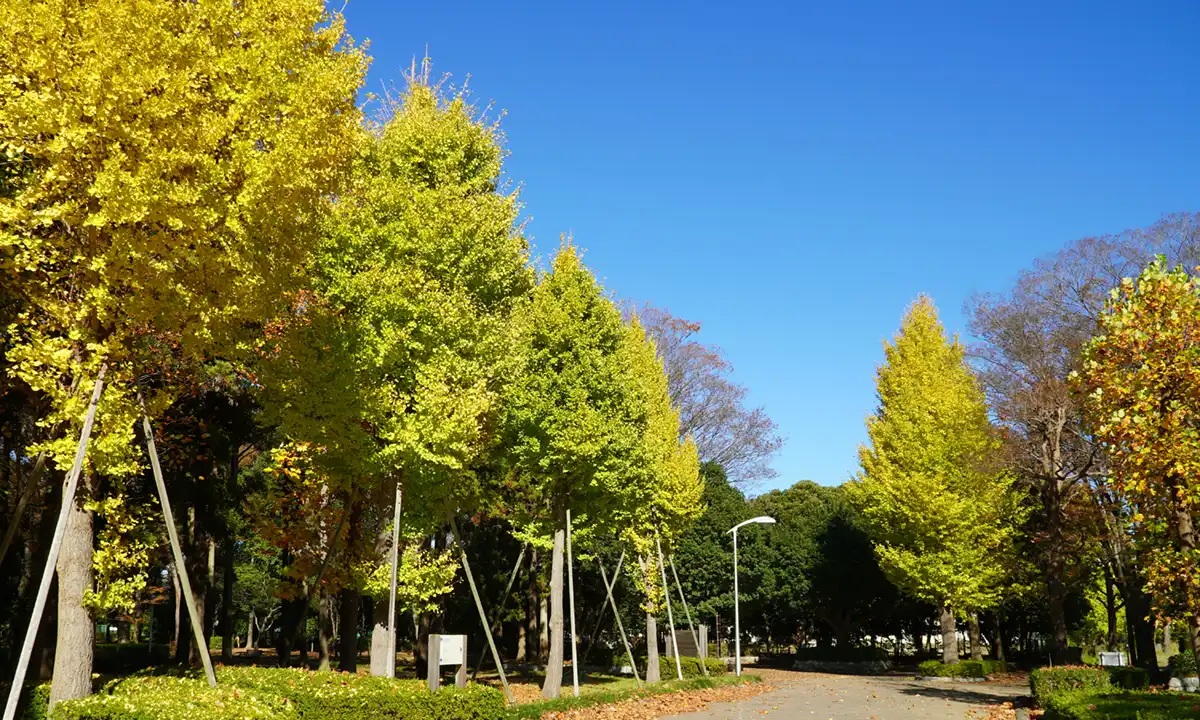 つくば市の赤塚公園中央付近のプロムナードの紅葉