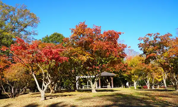 つくば市赤塚公園のカエデ・メタセコイヤの紅葉