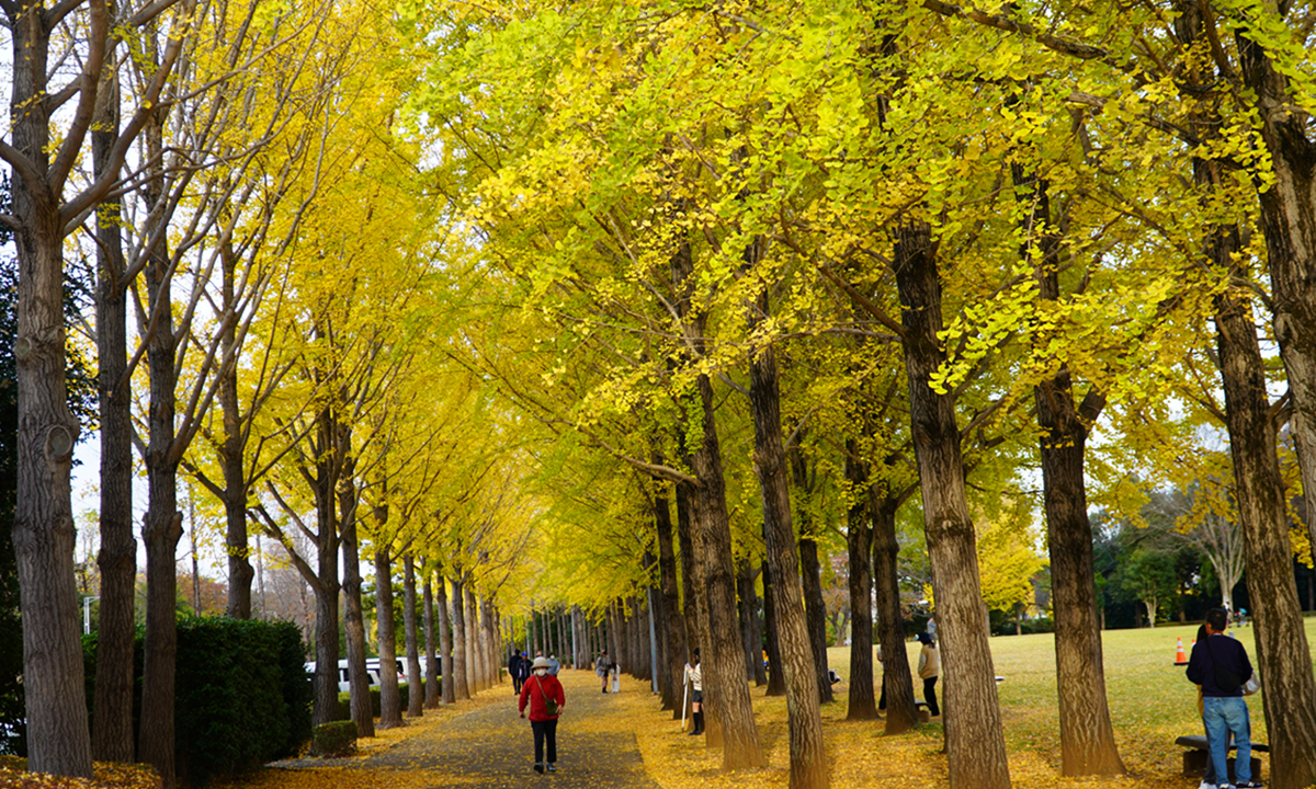 つくば市の万博記念公園のイチョウ並木の見頃の様子