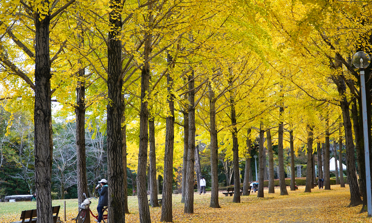 科学万博記念公園管理事務所から見て南側のイチョウ並木の黄葉写真