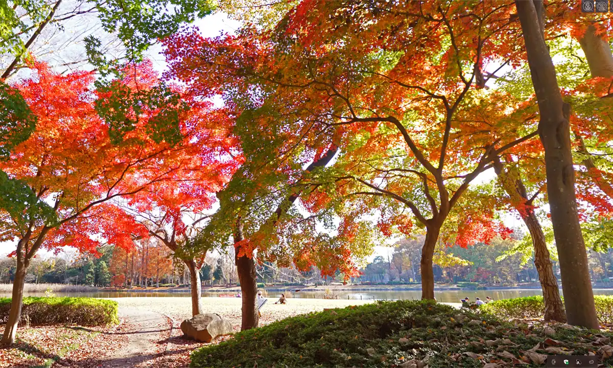 つくば市の洞峰公園の洞峰沼の北側遊歩道のもみじの紅葉の様子