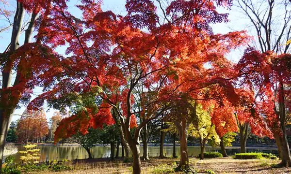 茨城県つくば市の洞峰公園のもみじの紅葉