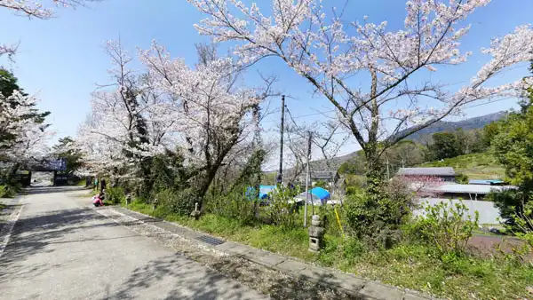 つくば市の普門寺の桜・花見スポットVRツアー