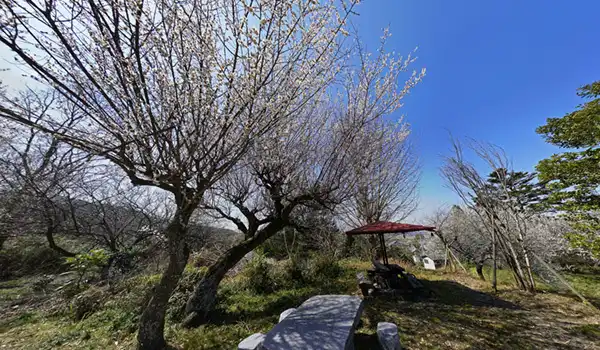 茨城県つくば市・普門寺の梅・小梅林