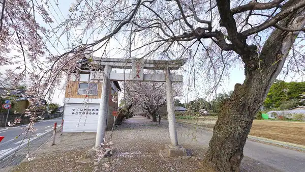 つくば市の上菅間八幡神社の桜VRツアー