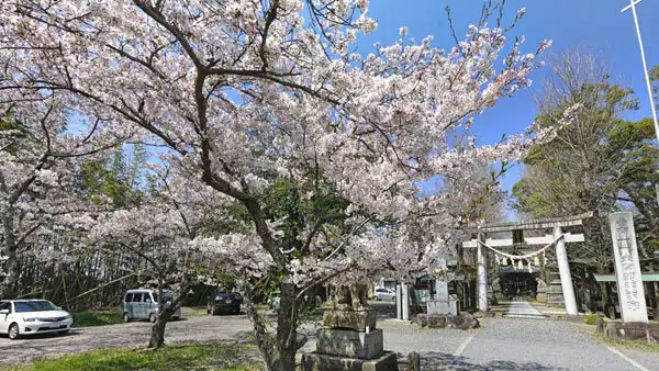 つくば市の金村別雷神社の桜並木VRツアー