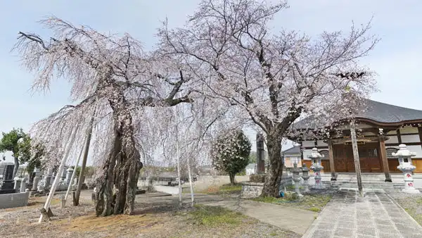 茨城県竜つくば市の竜福寺一乗院のしだれ桜の開花写真