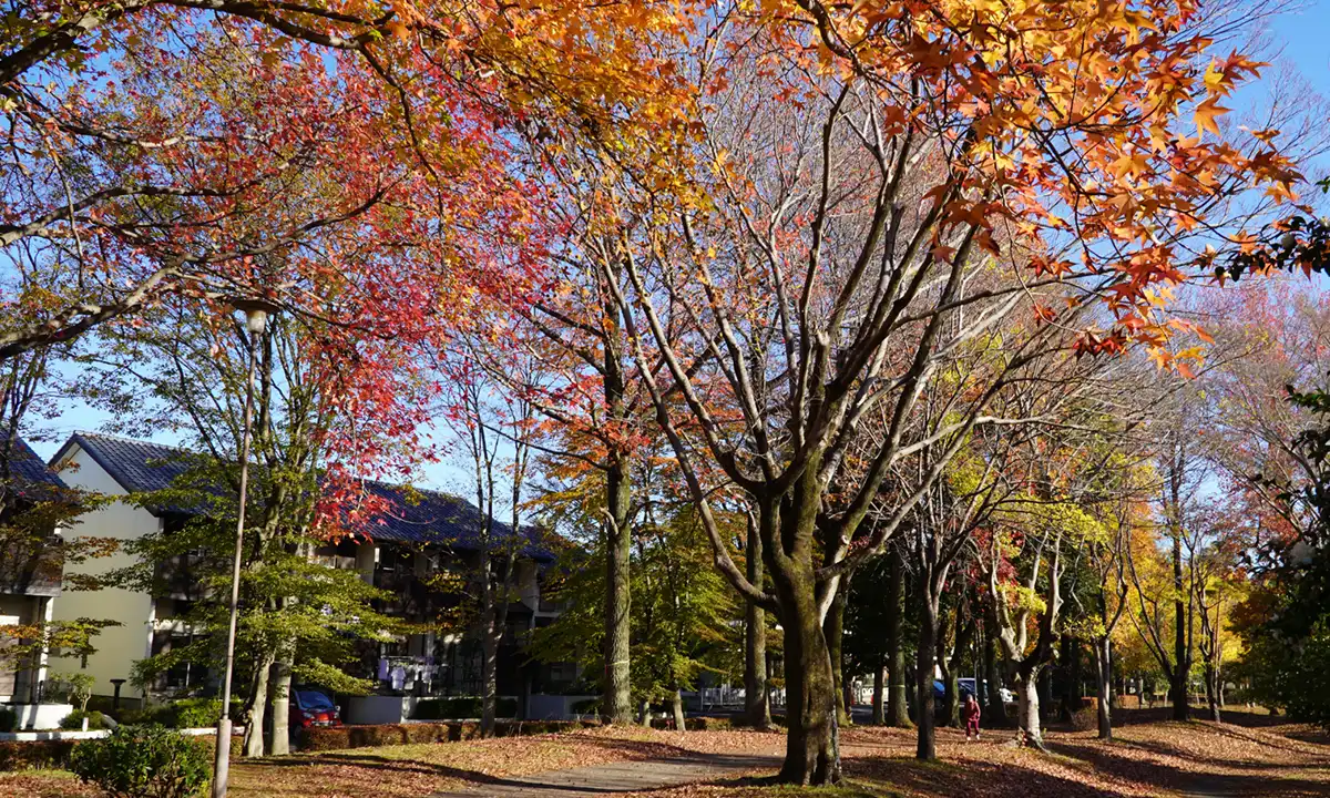 つくば市の松代公園のモミジバフウの紅葉