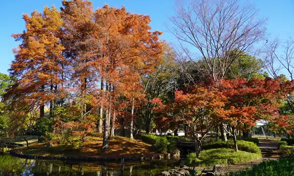 つくば市の松代公園の紅葉の景観