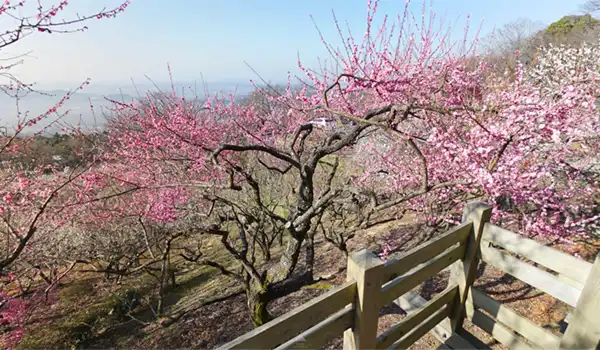 茨城県つくば市観梅観光名所の筑波山梅林