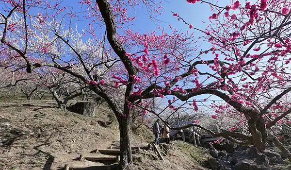 筑波山梅林の中央付近の白梅・紅梅