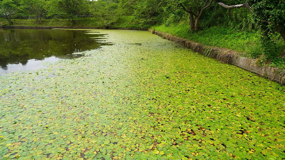 つくば市の中根池北側のアサザ