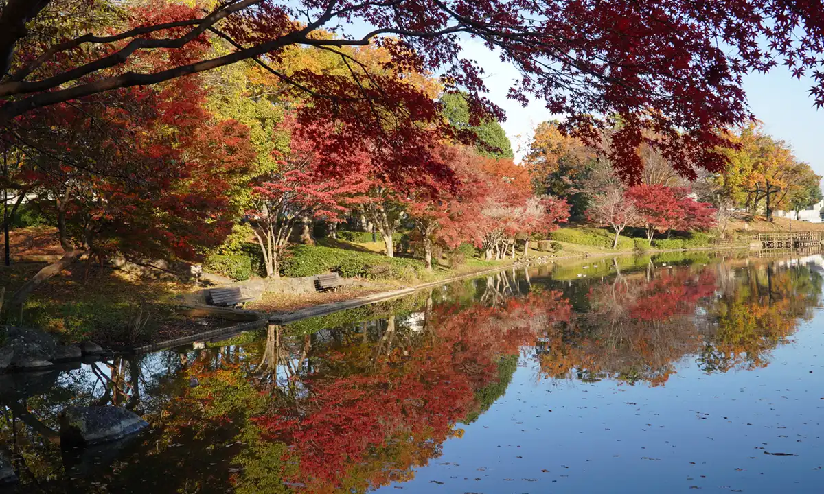 つくば市並木公園の逆さ紅葉の様子