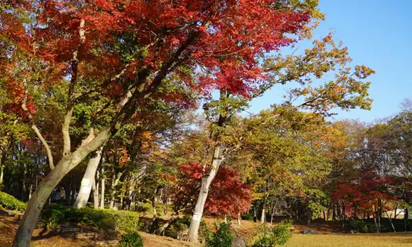 つくば市並木公園のモミジの紅葉