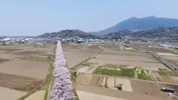 つくば市のりんりんロード北条地区の桜並木VRツアー