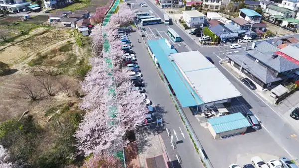 つくば市のりんりんロード筑波休憩所の桜並木VRツアー