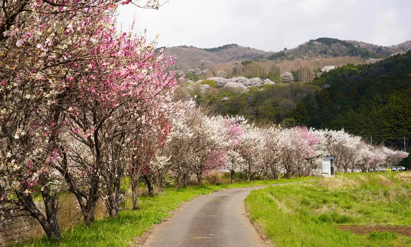 茨城県つくば市の六所の南側の花桃並木の花桃景観