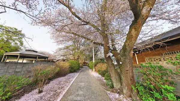 つくば市の千光寺の桜VRツアー