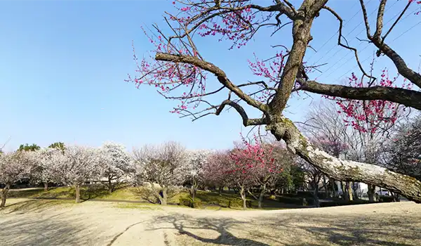 茨城県つくば市観梅観光名所の梅園公園