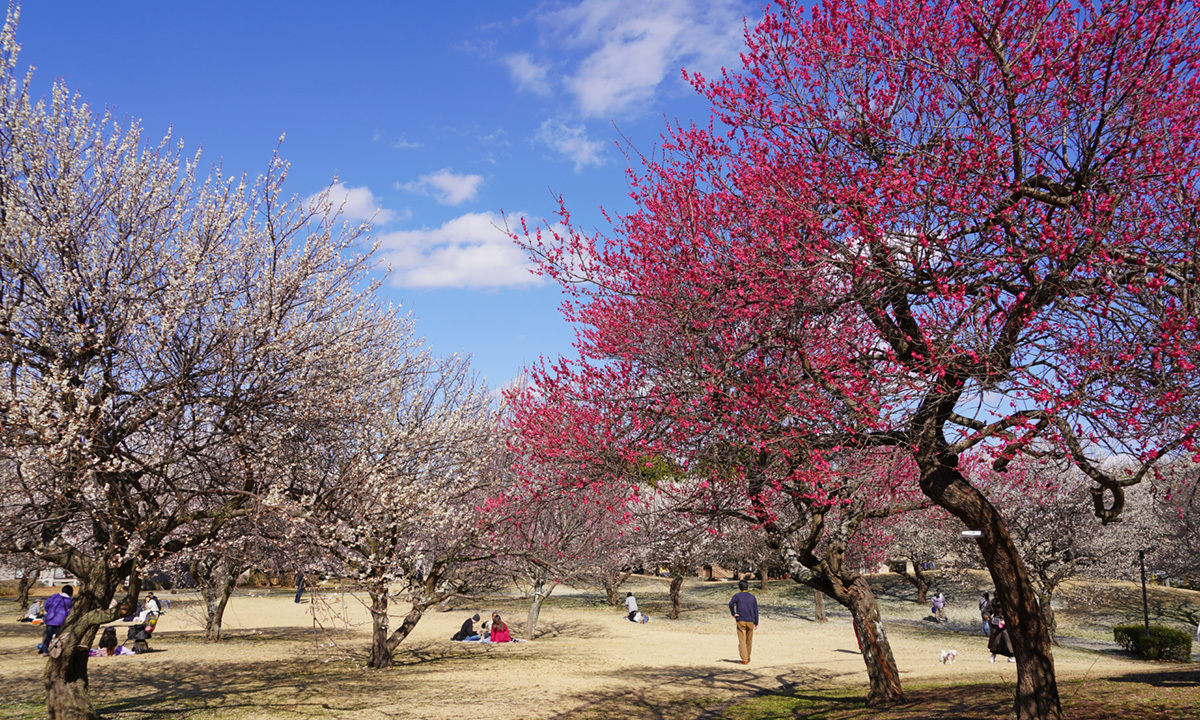 茨城県つくば市の梅園公園の梅林の紅梅・白梅の開花の様子
