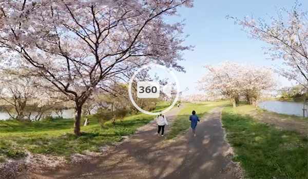 つくばみらい市おすすめ花見スポットの福岡堰の桜の観光VR動画