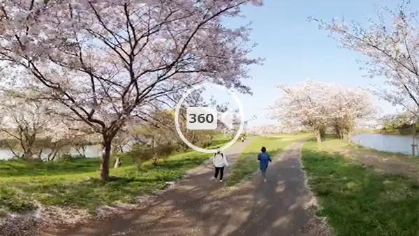 つくばみらい市おすすめ花見スポットの福岡堰の桜の観光VR動画