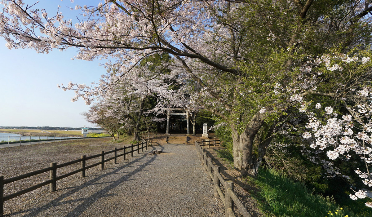 つくばみらい市の伊奈神社の桜VRツアー