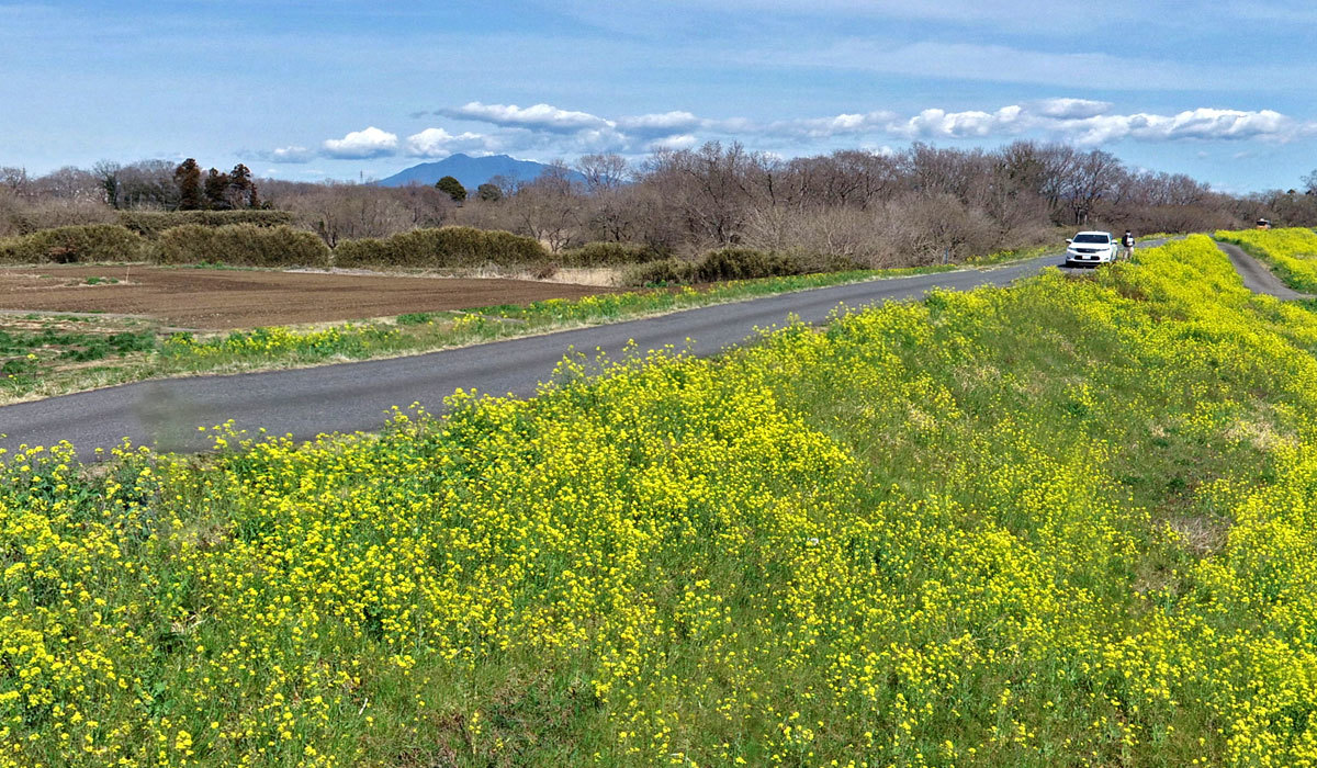 茨城県つくばみらい市の菜の花おすすめ観光スポットの小貝川堤防